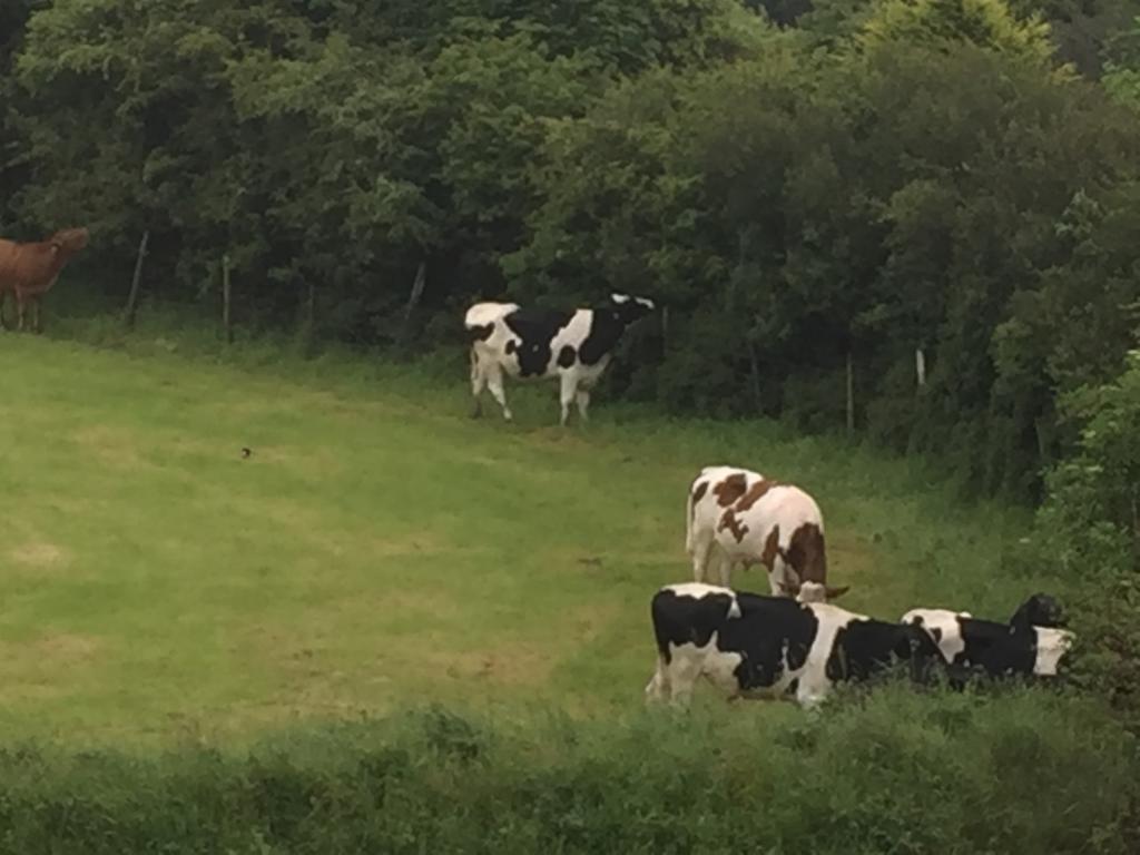 مبيت وإفطار كاميلفورد Melorne Farm المظهر الخارجي الصورة